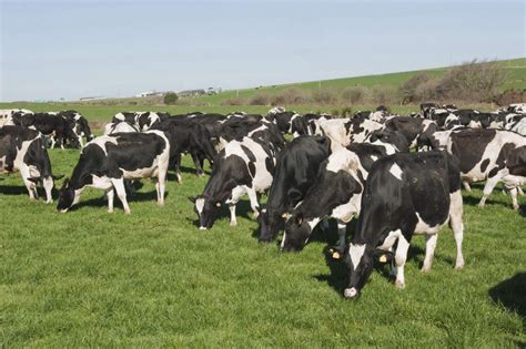 future     dairy herd  ireland agrilandie