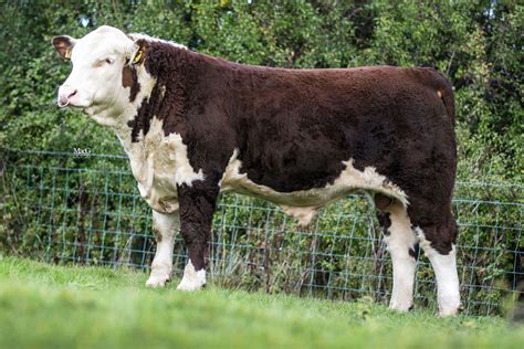 hereford bull calf sells   hereford cattle society