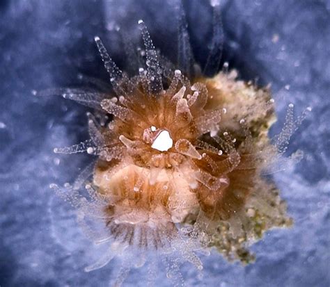 corals eat plastic   taste   accident futurity sea