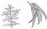 Eucalyptus Leaves Coloring Leaf Drawing Tree Sketch Designlooter Paintingvalley Gum Does Look 132kb 1453 Template sketch template
