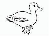 Duck Template Printable Coloring Templates Shape sketch template