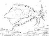 Ausmalbilder Kalmar Squid Ausmalbild Riesenkalmar Calamari Calamaro Stampare Supercoloring Gemeiner Tintenfisch Cuttlefish 360px 81kb sketch template