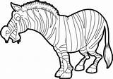 Zebra Coloring Pages Cartoon Quotes Funny Stripes Color Quotesgram Teaching Without Kids Getdrawings Getcolorings Subscribe sketch template