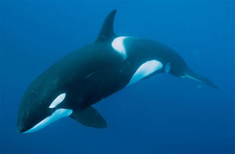 killer whale definition facts britannica