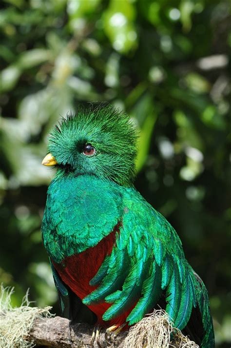 birds  mexico images  pinterest beautiful birds exotic