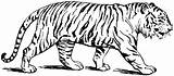 Tigres Colorear sketch template