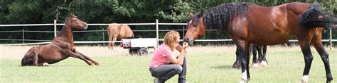 therapeutisch werk met paarden