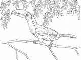 Toucan Coloring Billed Keel sketch template