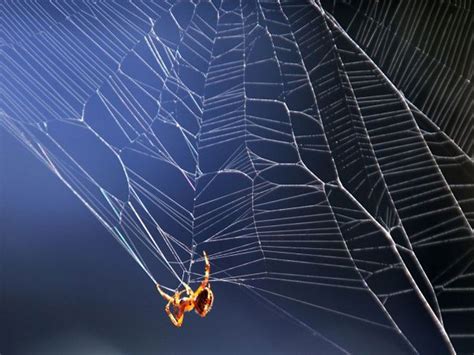 power of the web the secret of how spiders catch their prey the independent