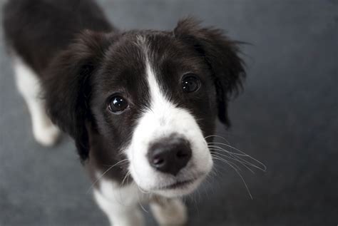 border collie puppies  breed information training