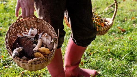 6 Places Where You Can Forage For Your Food Survivalist Self