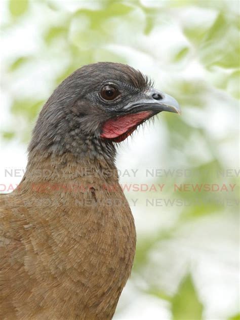 tobagos  birds  christmas trinidad  tobago newsday