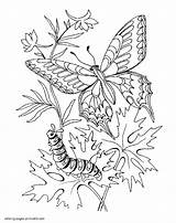 Coloringall Belong Respective Butterflies sketch template