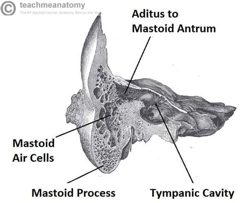 middle ear parts bones muscles teachmeanatomy