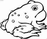 Anfibi Toad Rospo Supercoloring Toads Anfibio Coloratutto Stampa Cartoni sketch template