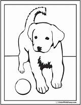 Puppy Retriever Labrador Dogs Colorwithfuzzy Retrievers sketch template