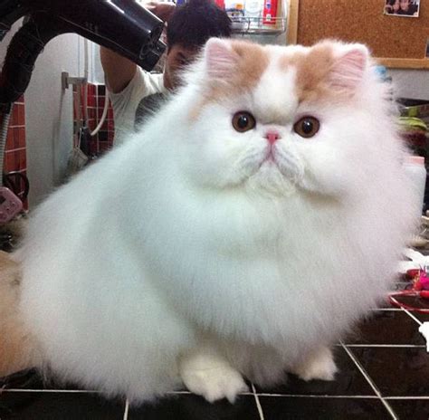 fluffy cat pictures   images  facebook tumblr pinterest