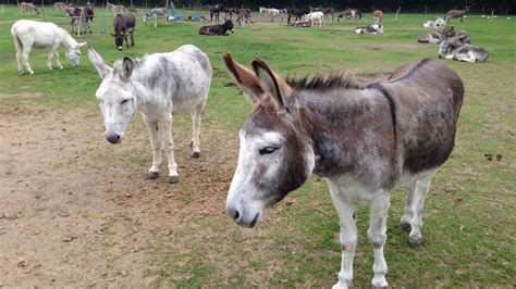 island farm donkey sanctuary oxford bus company  thames travel