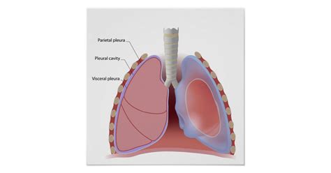 Lung Pleura And Pleural Cavity Poster Zazzle