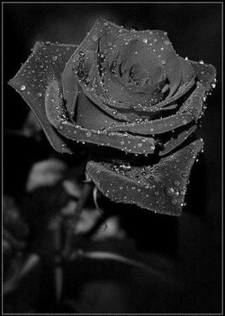 black rose beauty  doesnot exist