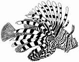 Coloring Lionfish Pages Fish Tropical Kids Adults 472px 53kb Printable sketch template