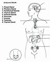 Endocrine System Glands Nursing Body Anatomy Human Yoga Hormones Students Schools Choose Board Sheets Year School Cheat Map Biology sketch template