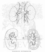 Kidney sketch template