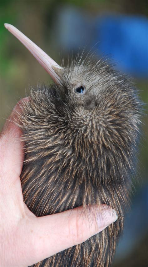 zealand kiwi bird  hand thinkstock pet birds kiwi animal kiwi bird