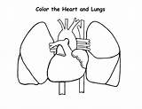 Lungs Heart Coloring Pages Human Anatomy Outline Drawing Respiratory System Lung Printable Color Getdrawings Comments Getcolorings Coloringhome sketch template