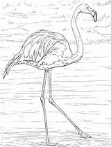 Flamingo Realistic sketch template