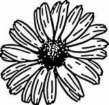 Daisy Pages Gerbera Coloring Getcolorings sketch template
