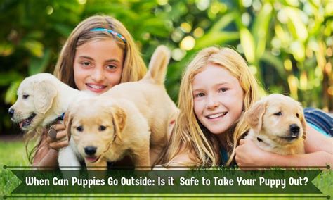 puppies     safe    puppy