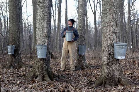 maple sap collection  syrup production