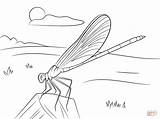 Coloring Pages Damselfly Blue Supercoloring Printable Coloringbay sketch template