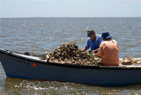 Oyster Season In Apalachicola Deep South Magazine