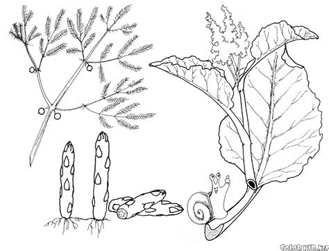 zucchini coloring page  getdrawings