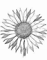Sunflower Coloring Pages Color Adults Drawing Printable Template Sunflowers Kids Colouring Print Flowers Simple Drawings Getcolorings Getdrawings Supercoloring Clipartmag Van sketch template