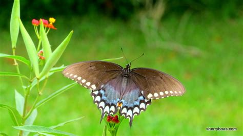 Simply Living Spicebush Swallowtail Butterfly