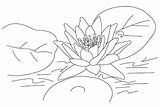 Bunga Yang Terate Sketsa Begini Disimak Wajib Teratai Mewarnai Pensil Masih Sehingga Referensi Menggunakan Digambar sketch template
