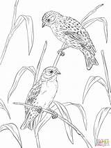 Coloring Pages Canary Canaries Atlantic Printable Supercoloring Popular sketch template