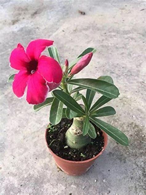Desert Rose Plant Best Indoor Flower Plants For Beginners Popsugar