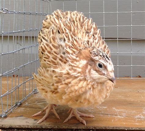 golden italian coturnix quail