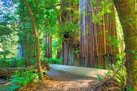 redwood national park lodging info