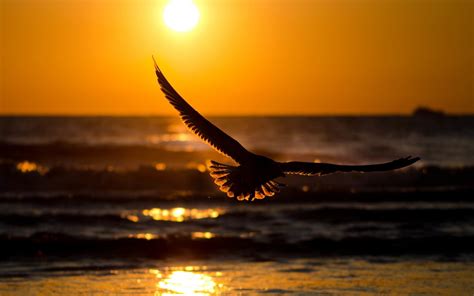 flying bird  sunset wallpaper