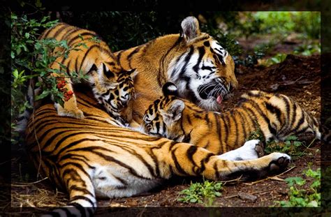 tiger family  miezbiez  deviantart