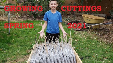 grow mulberry trees  cuttings youtube
