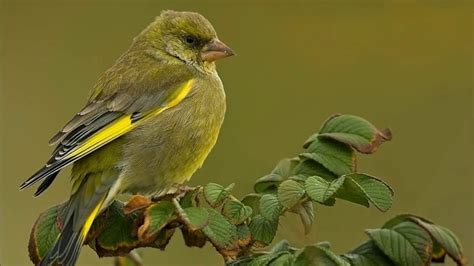 welke vogels zingen  uw tuin youtube