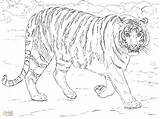 Coloring Tiger Bengal Getcolorings Print Pages Color Printable Getdrawings sketch template