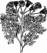 Ragwort Openclipart Tansy sketch template