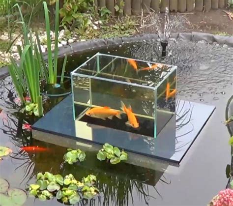 floating fish aquarium lets  view  fish   water